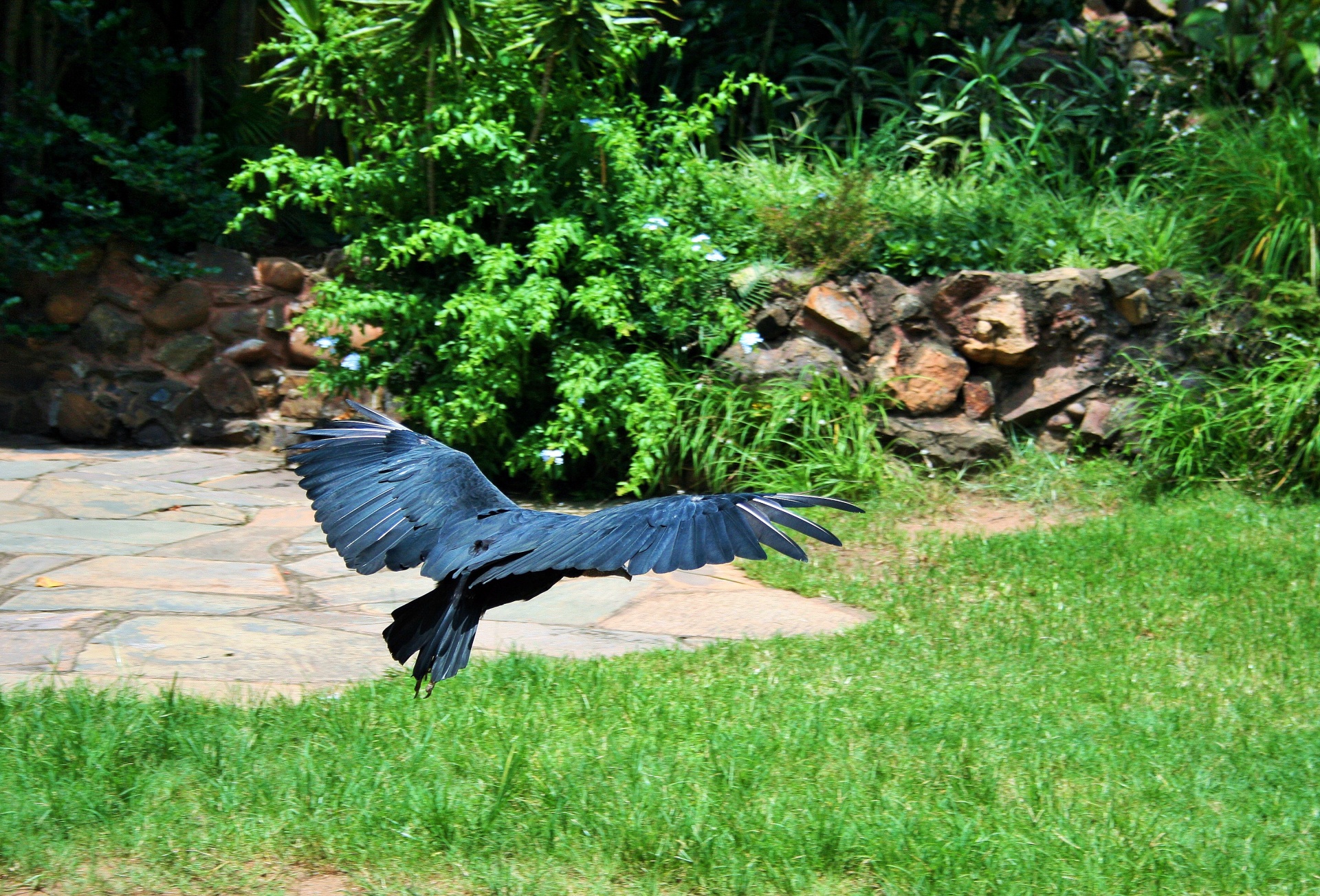 vulture black bird free photo