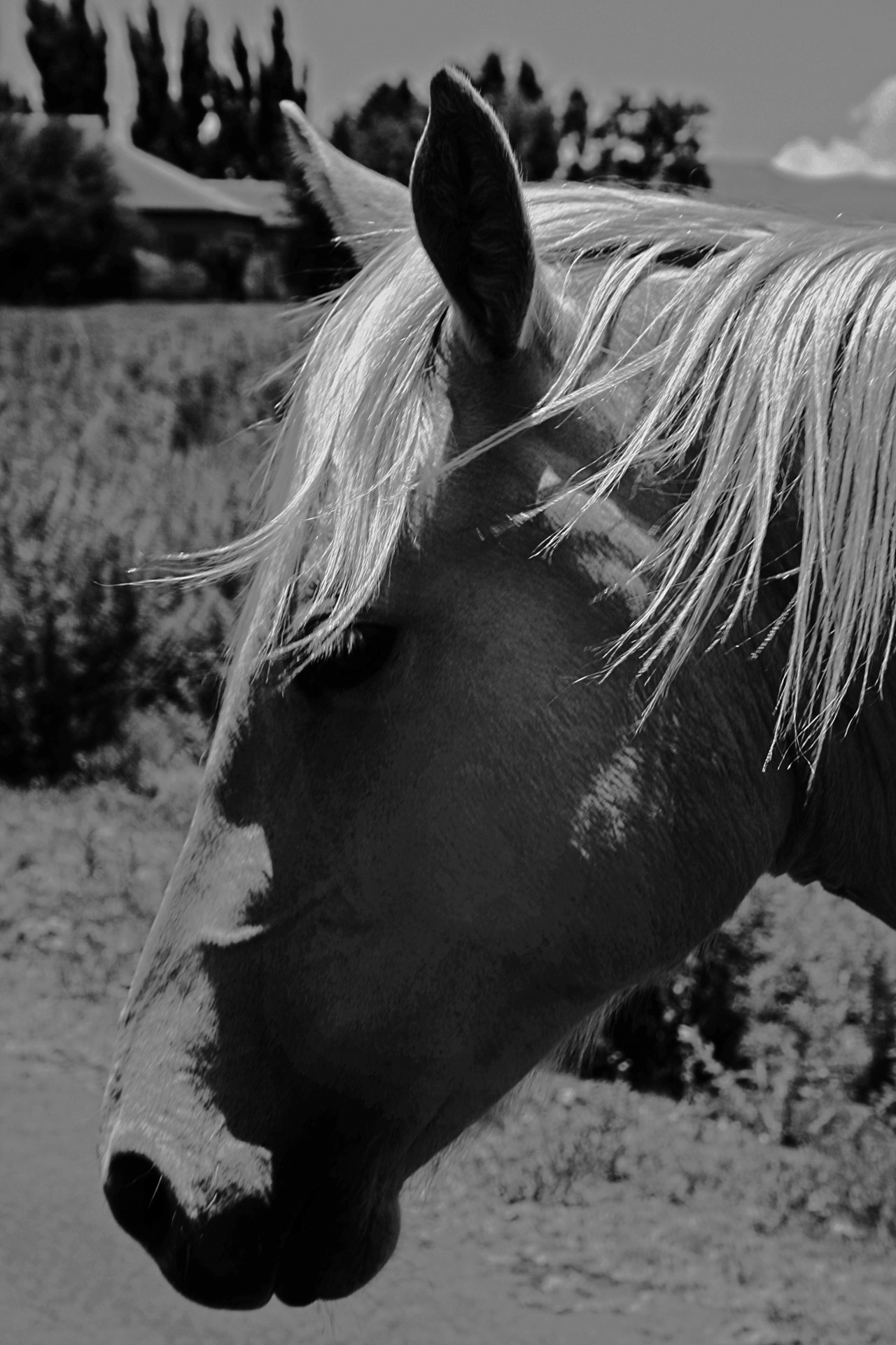 equine horse head free photo