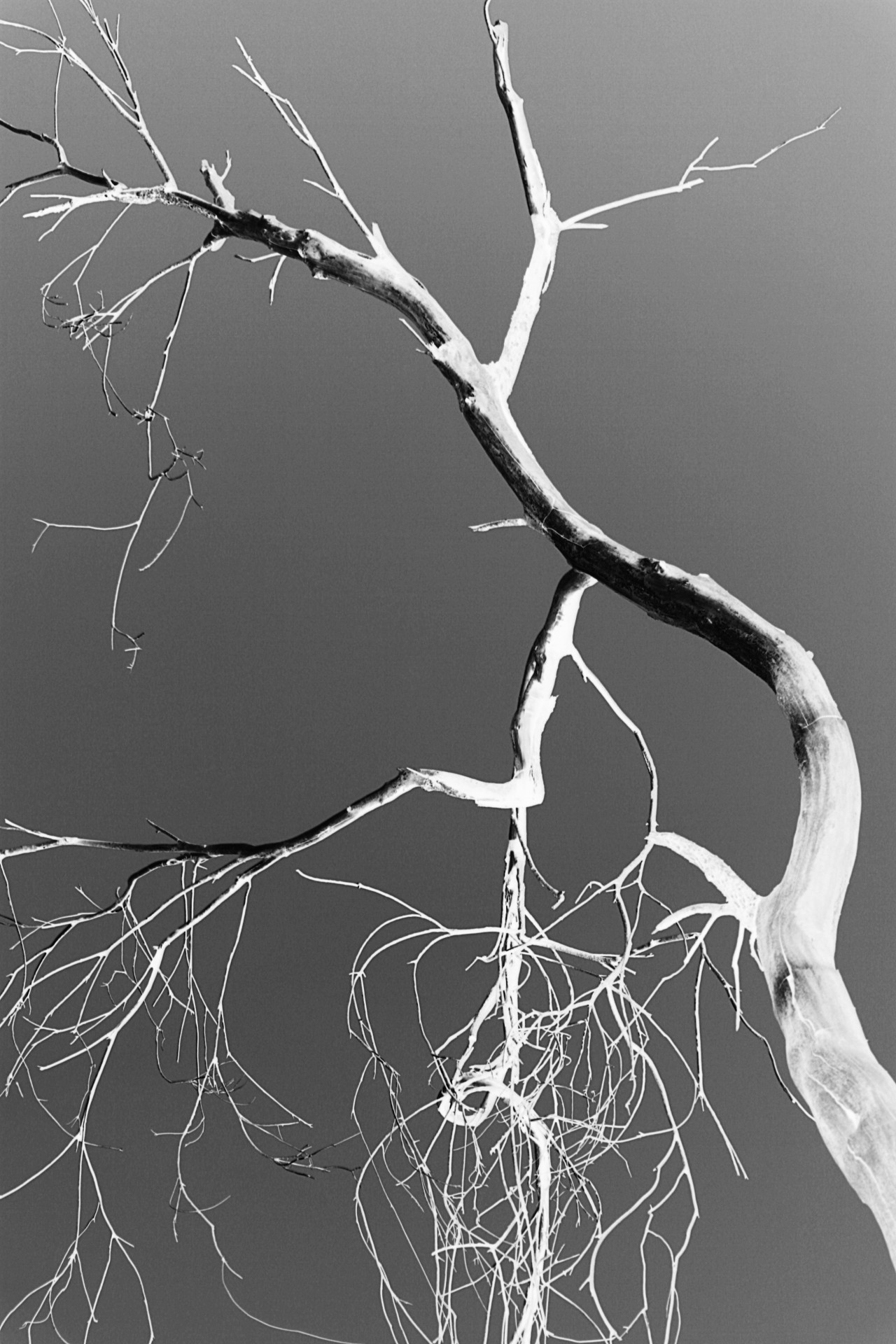 tree bare invert free photo
