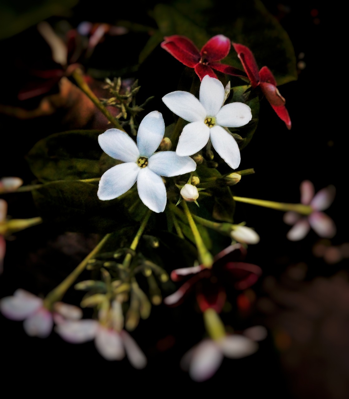 low light  white  flower free photo