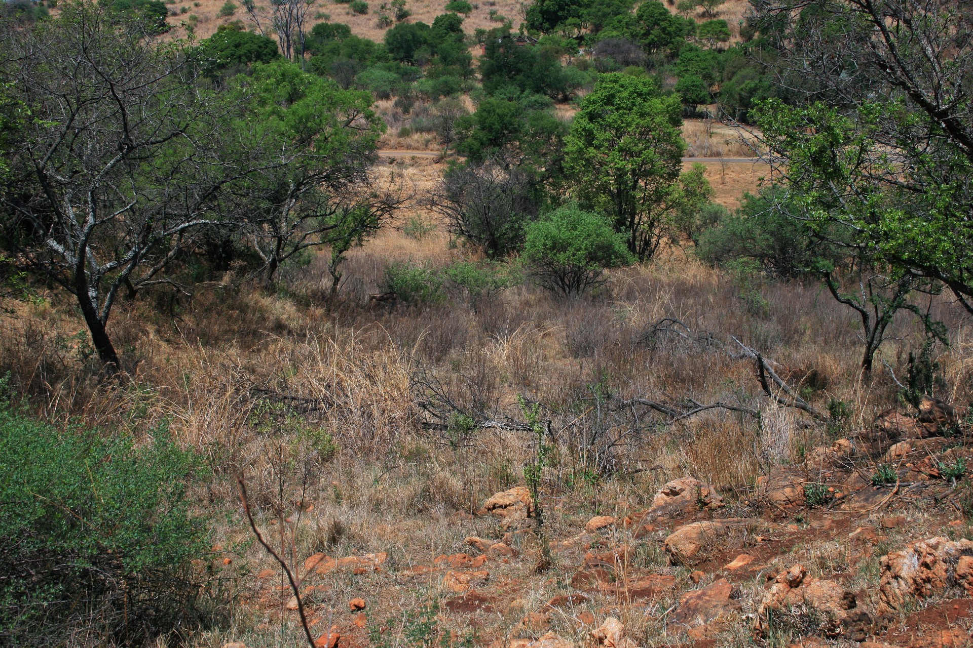 slope grass thicket free photo