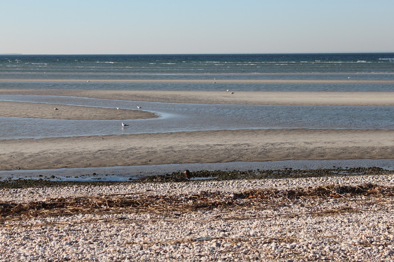 low tide sand ecology free photo