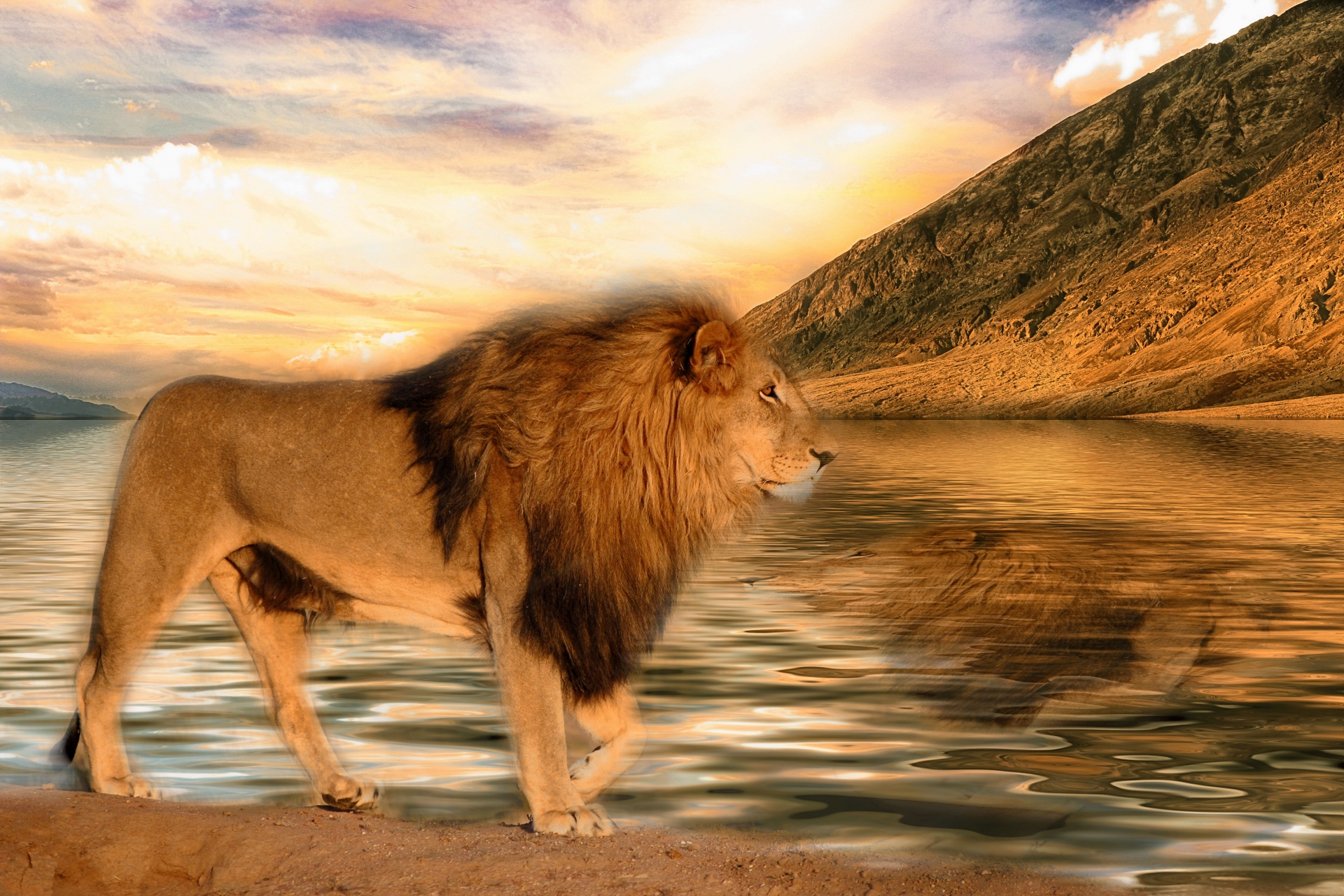 lion pride predator free photo
