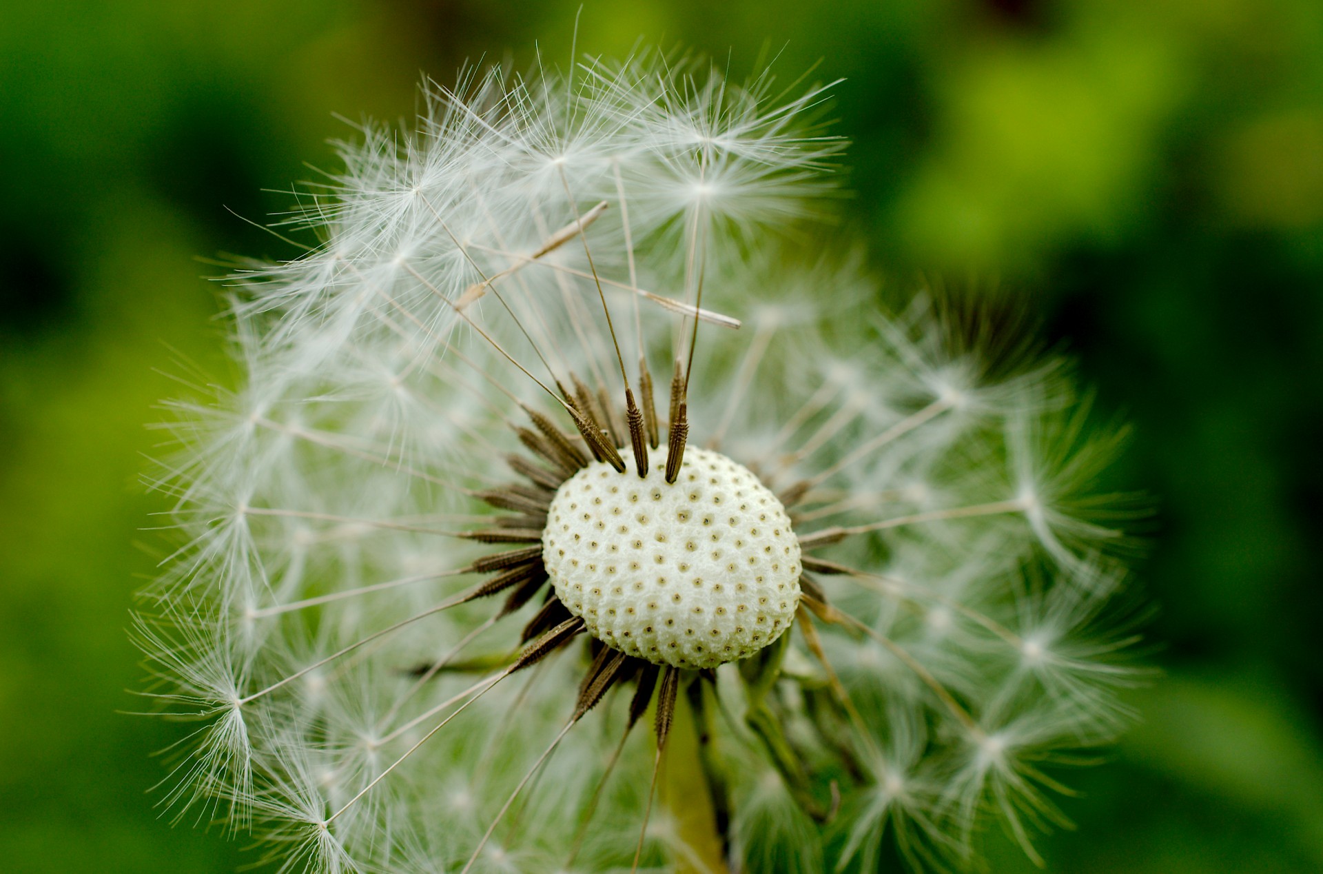 macro dandelion flora free photo