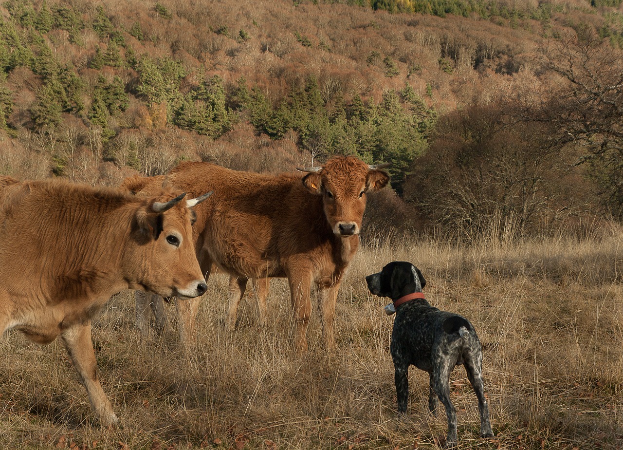 lozère hunting dog cows free photo