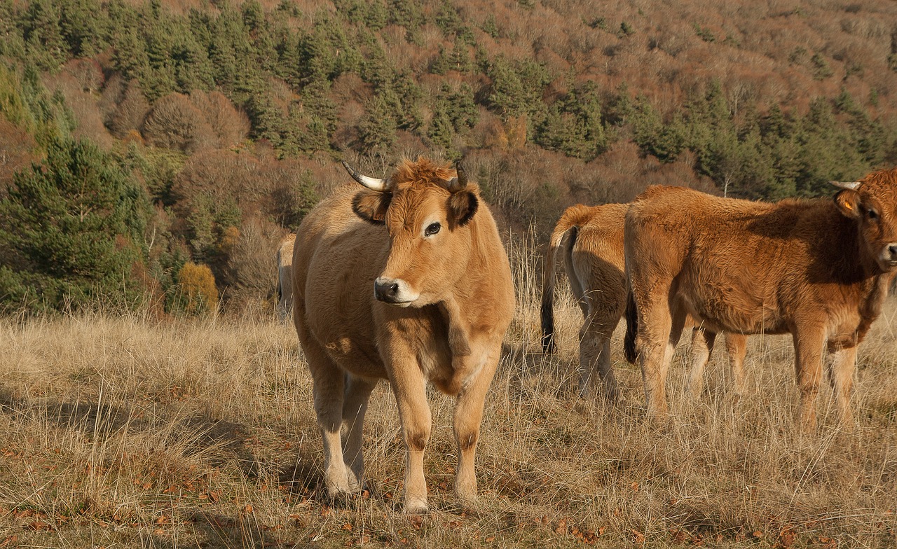 lozère herd cows free photo