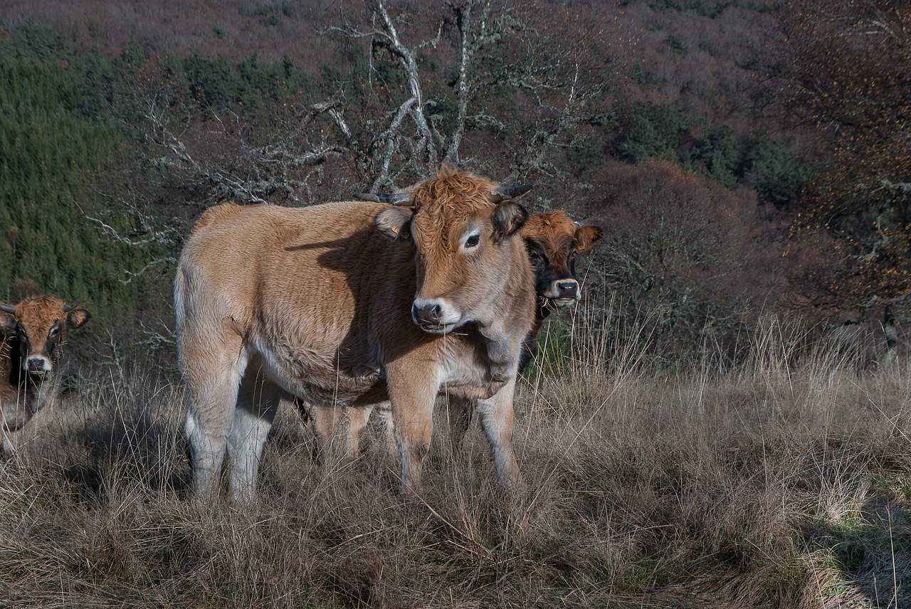 lozère cows herd free photo
