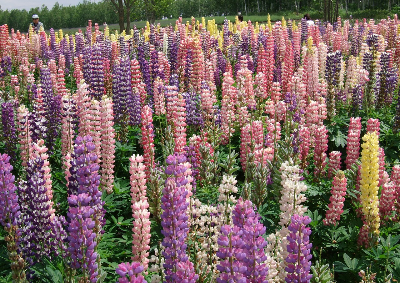 lu ice flower lupin color free photo
