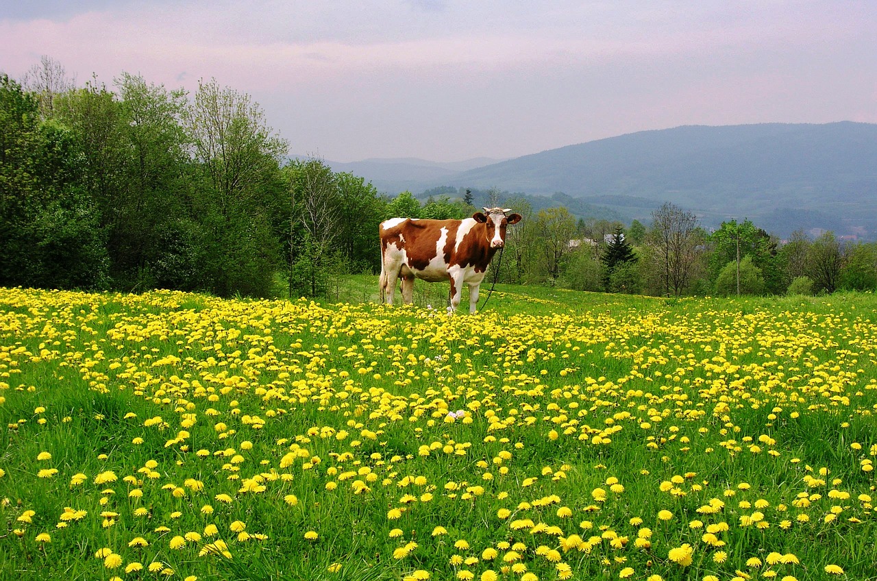 luboń wielki spring cow free photo