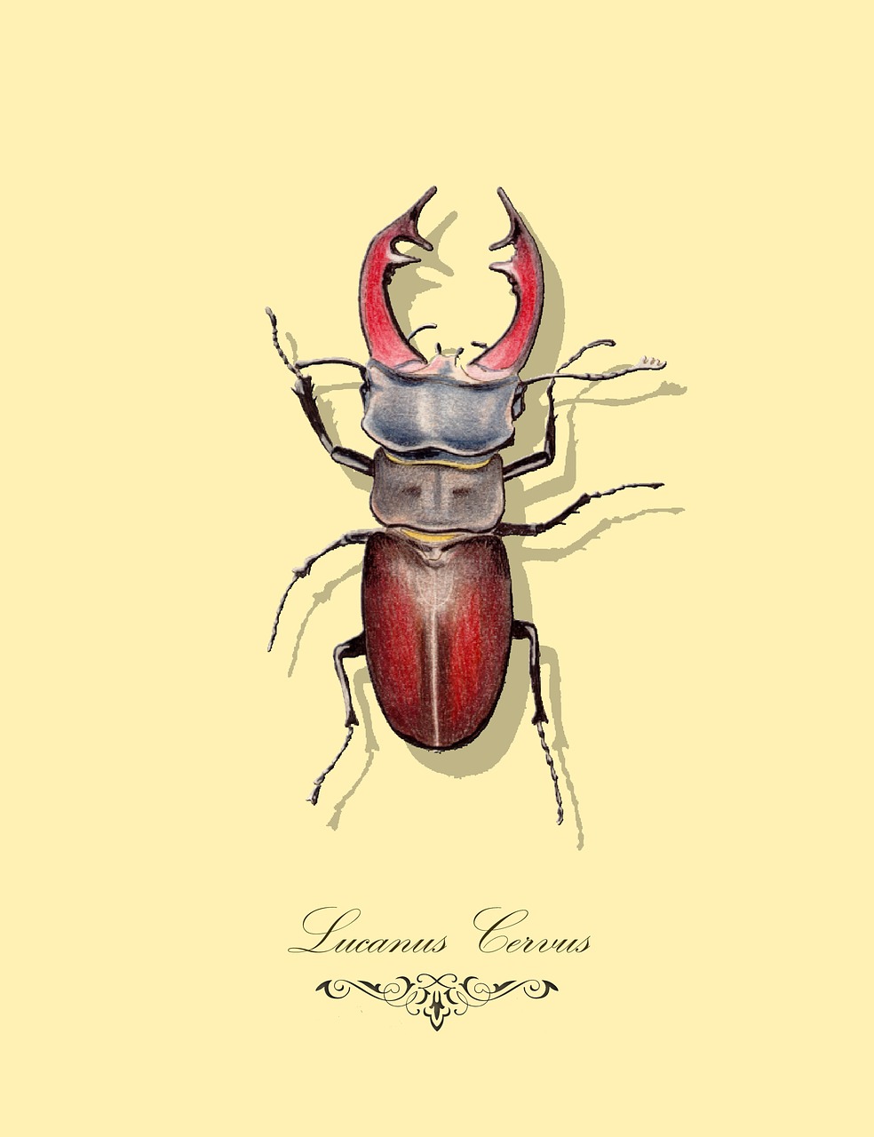 lucanus cervus  stag beetle  drawing free photo
