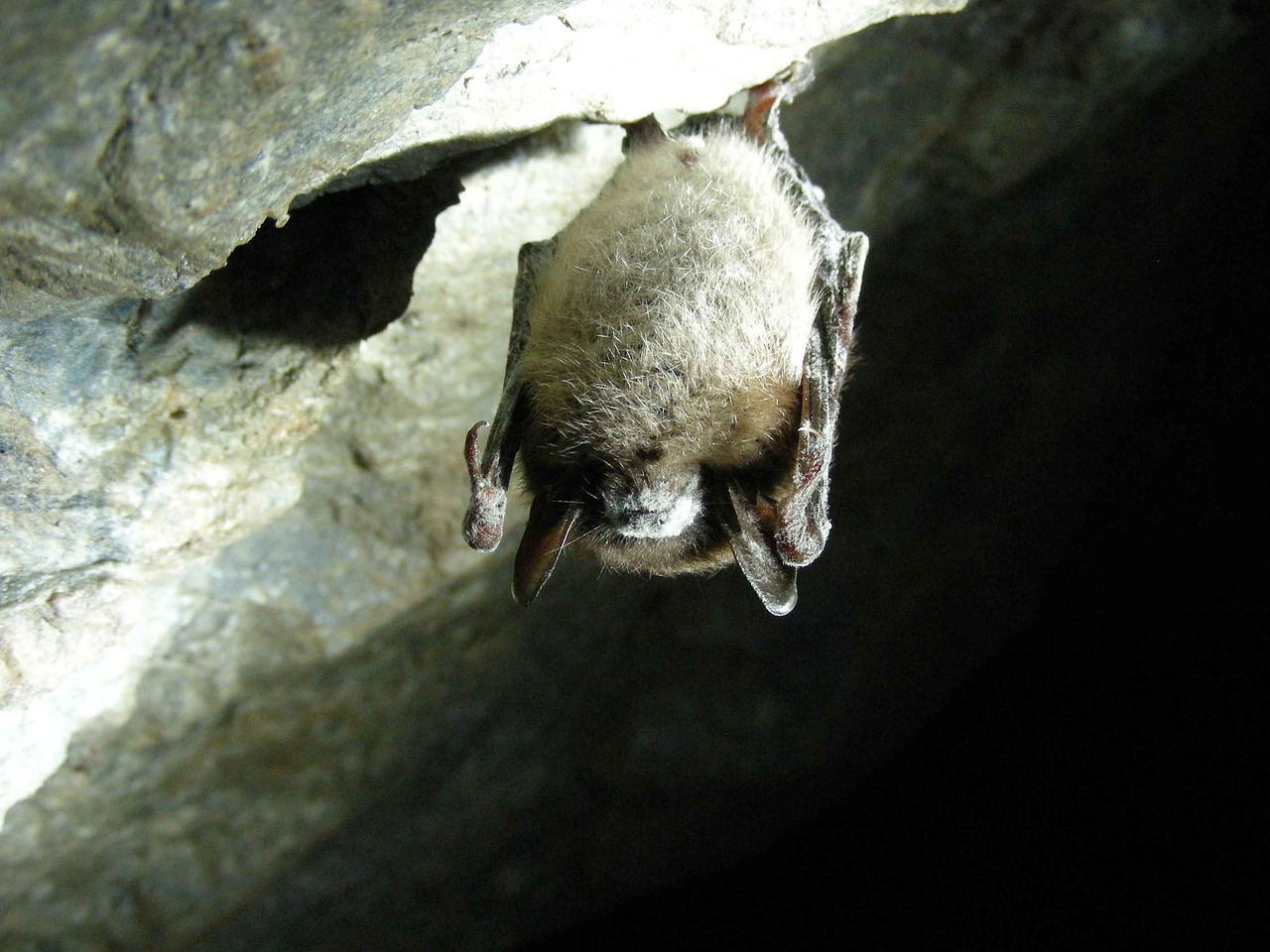 lucifugus myotis cave free photo