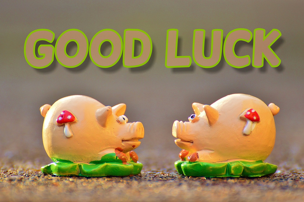 luck piglet lucky pig free photo