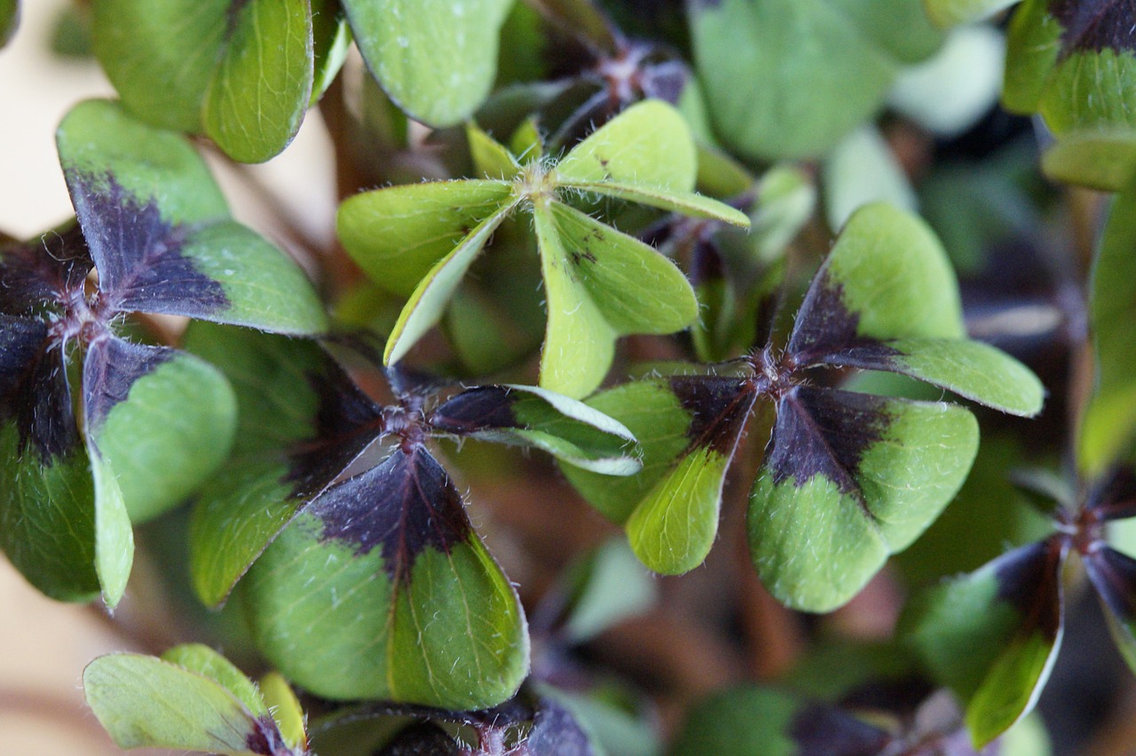 luck lucky clover klee free photo