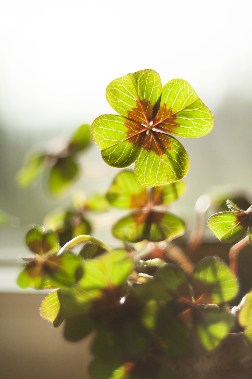 luck  klee  four leaf clover free photo