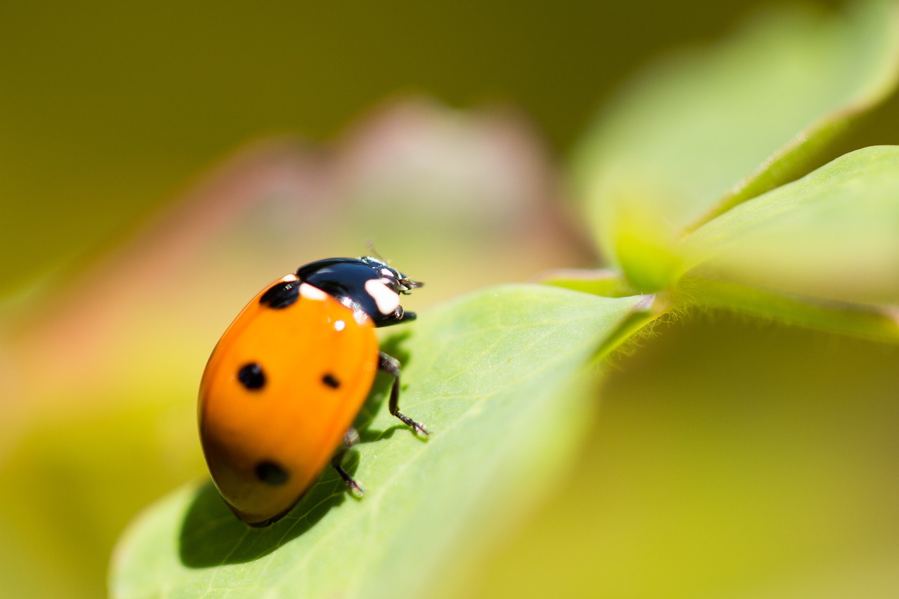 luck  ladybug  beetle free photo