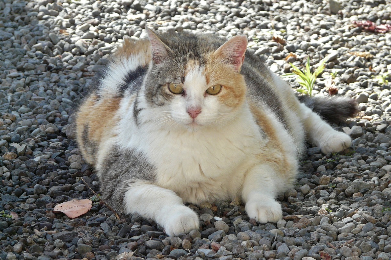 lucky cat fat lazy free photo