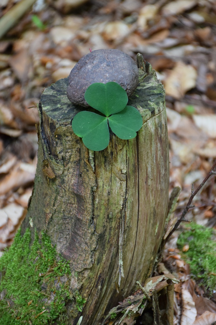 lucky clover forest lucky stone free photo