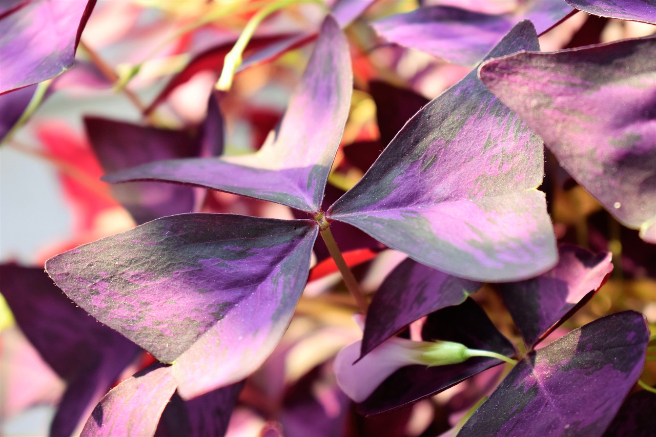 lucky clover plant leaves free photo