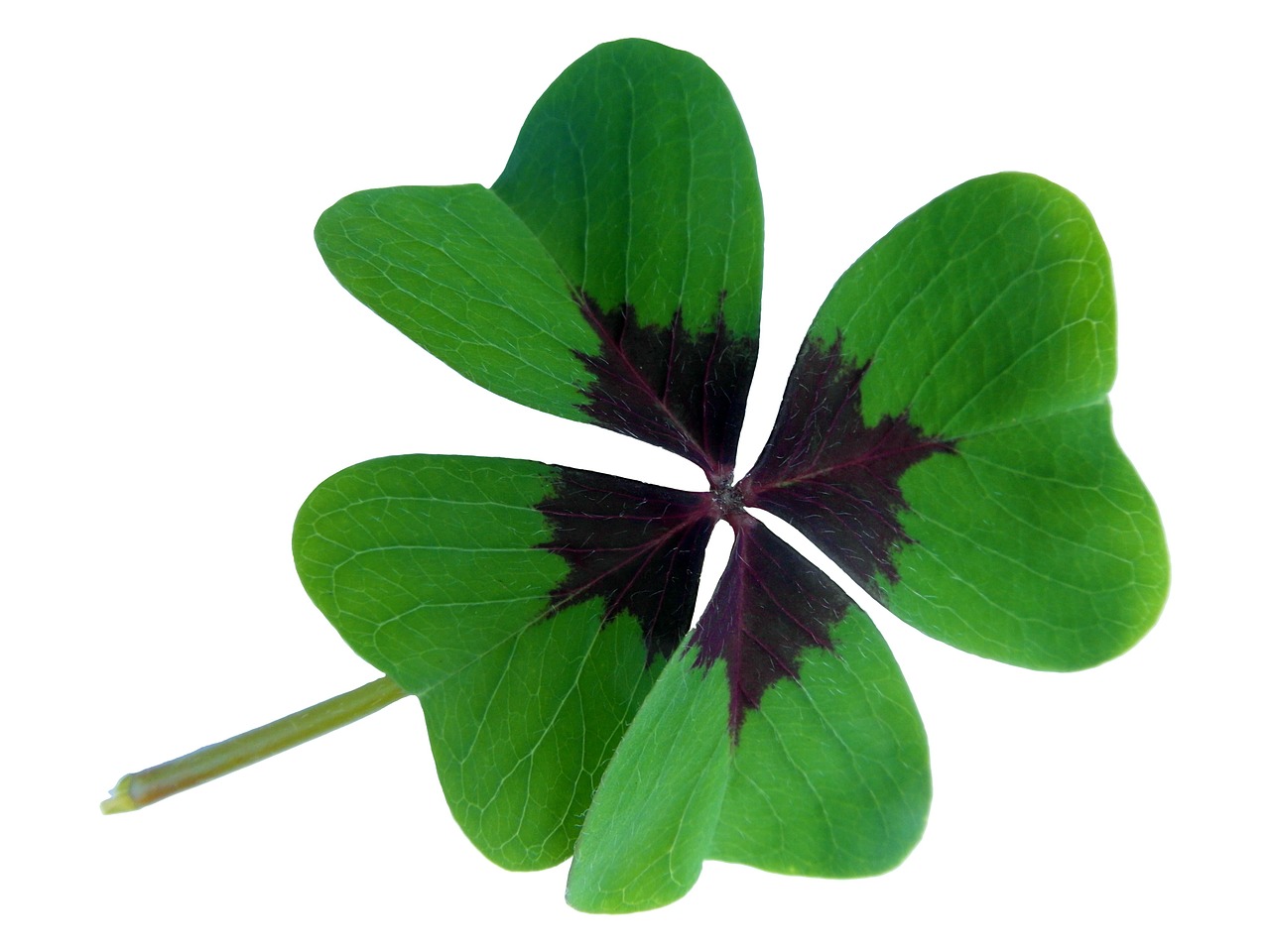 lucky clover klee luck free photo