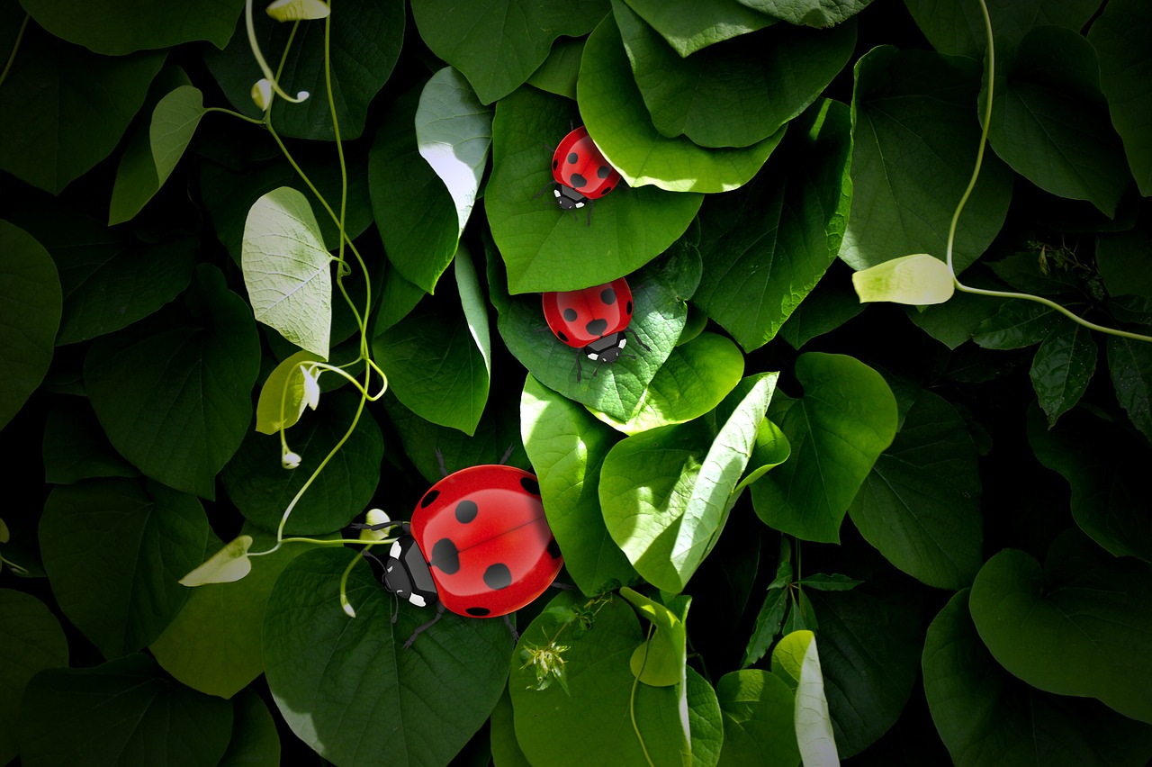lucky ladybug grüne leaves free photo