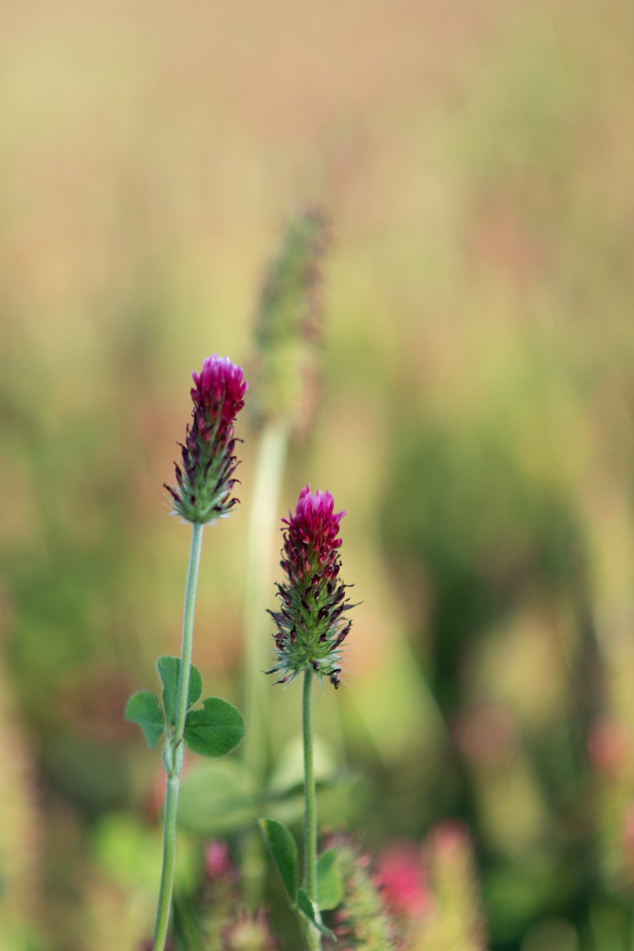 nature meadow sun free photo