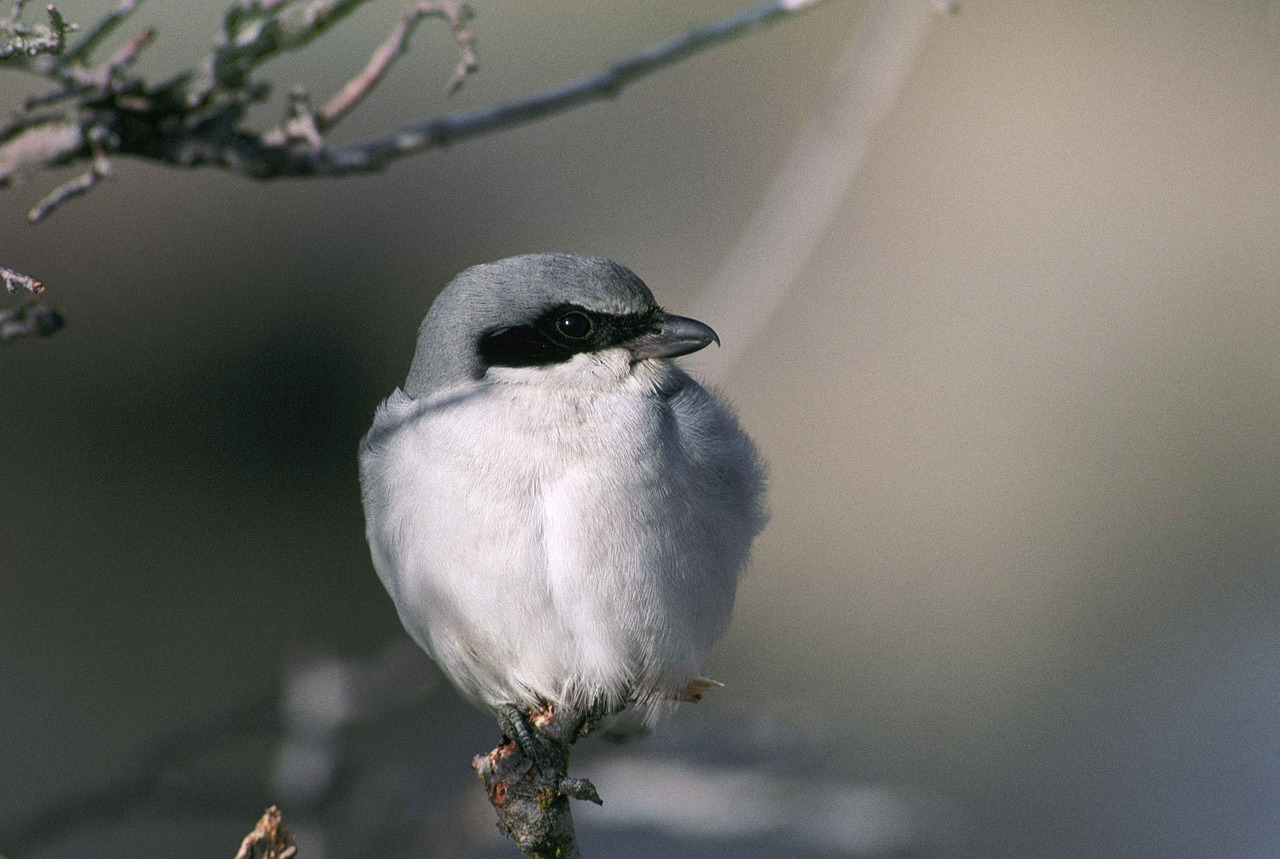 ludovicianus lanius branch free photo