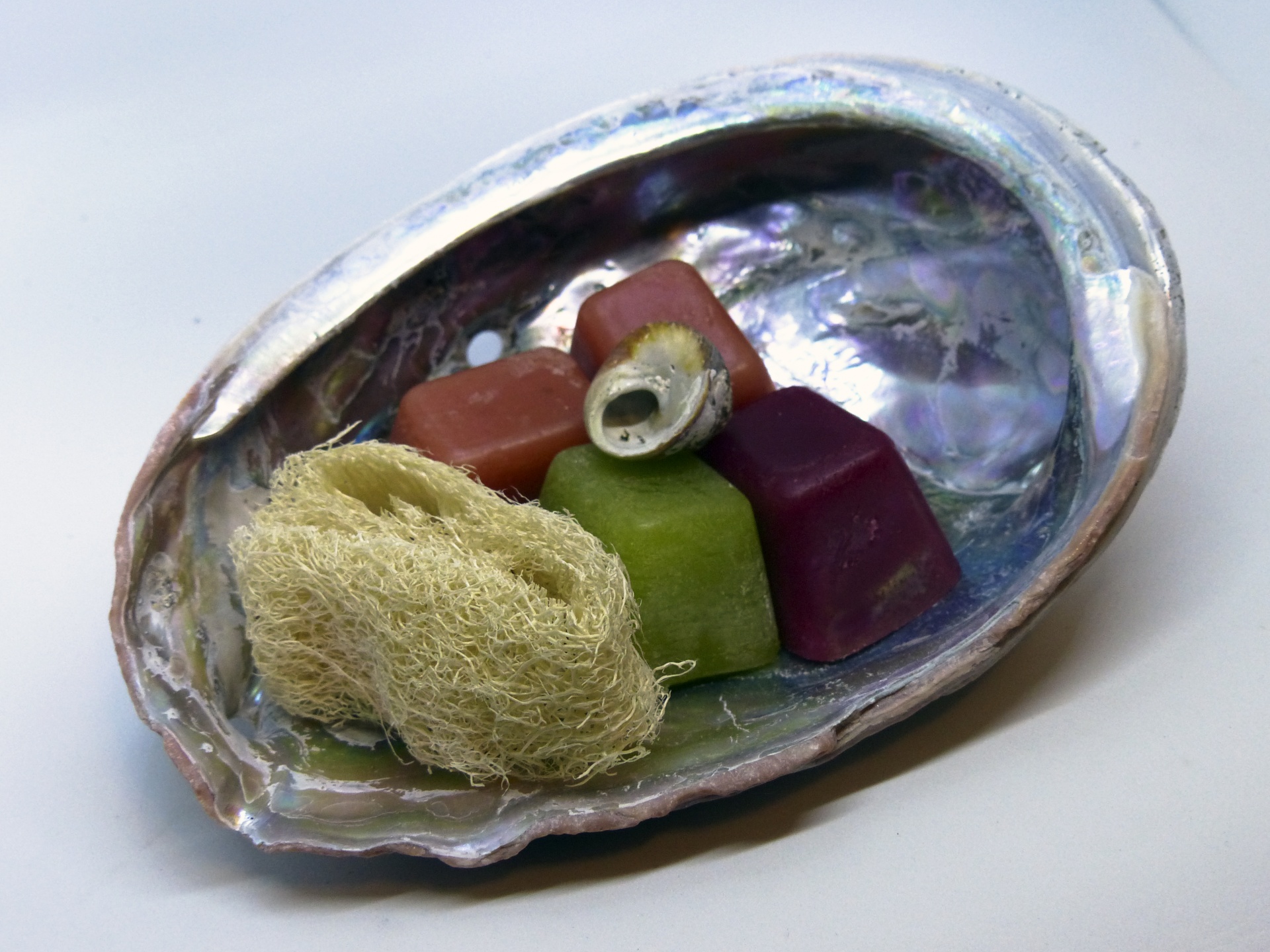 luffa wax abalone free photo