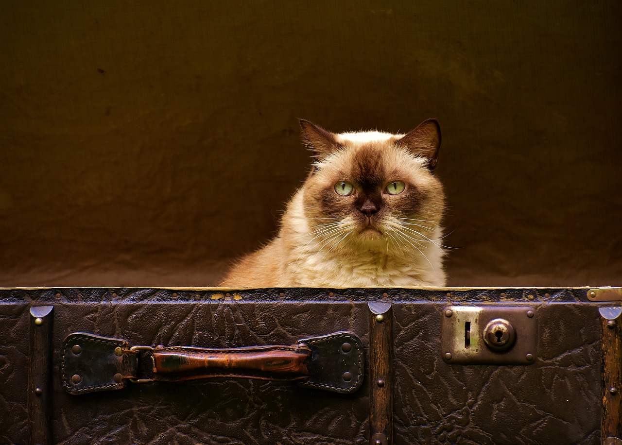 luggage antique cat free photo