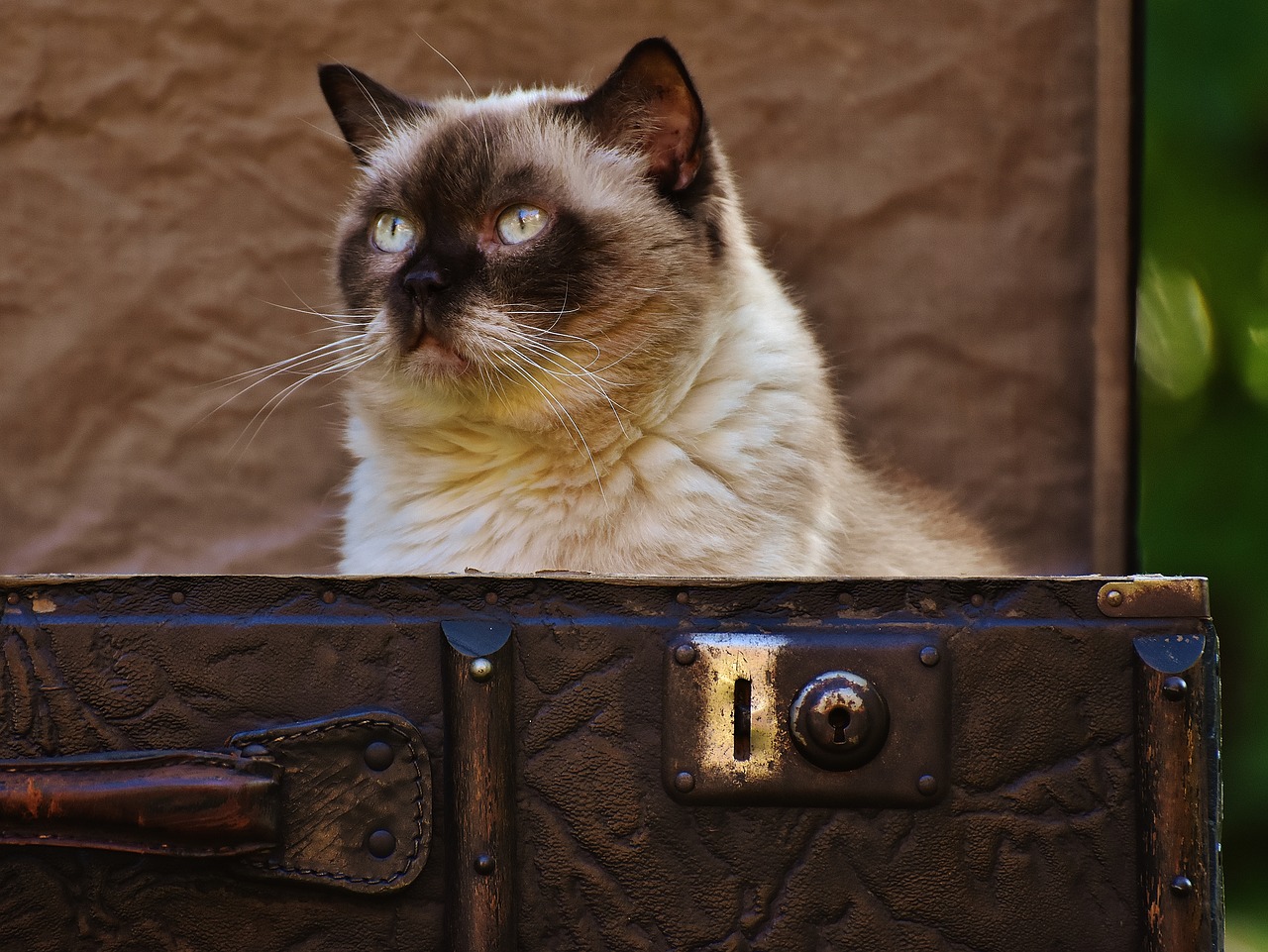 luggage antique cat free photo