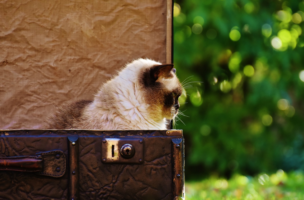 luggage antique cat free photo