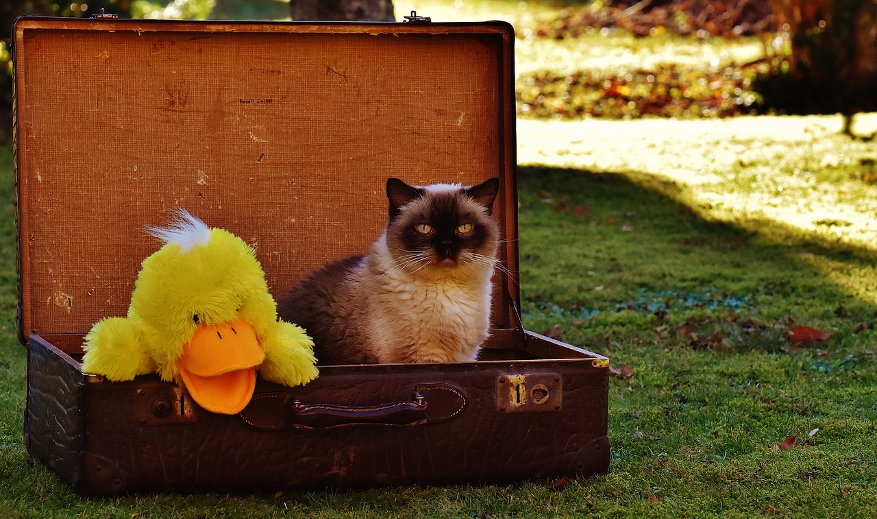 luggage antique cat free photo