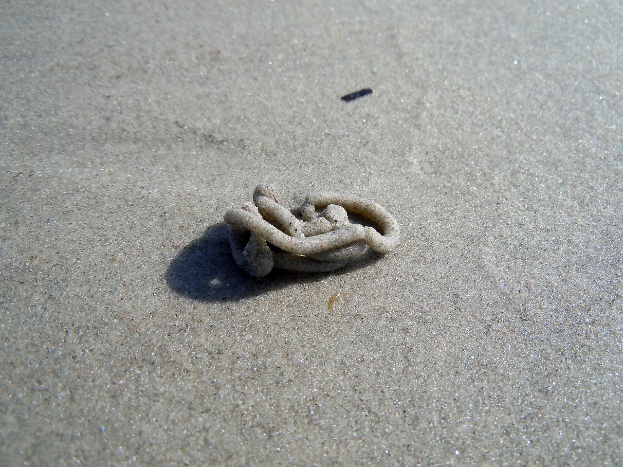 lugworm beach baltic sea free photo