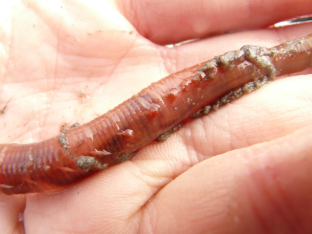 lugworm worm arenicola marina free photo