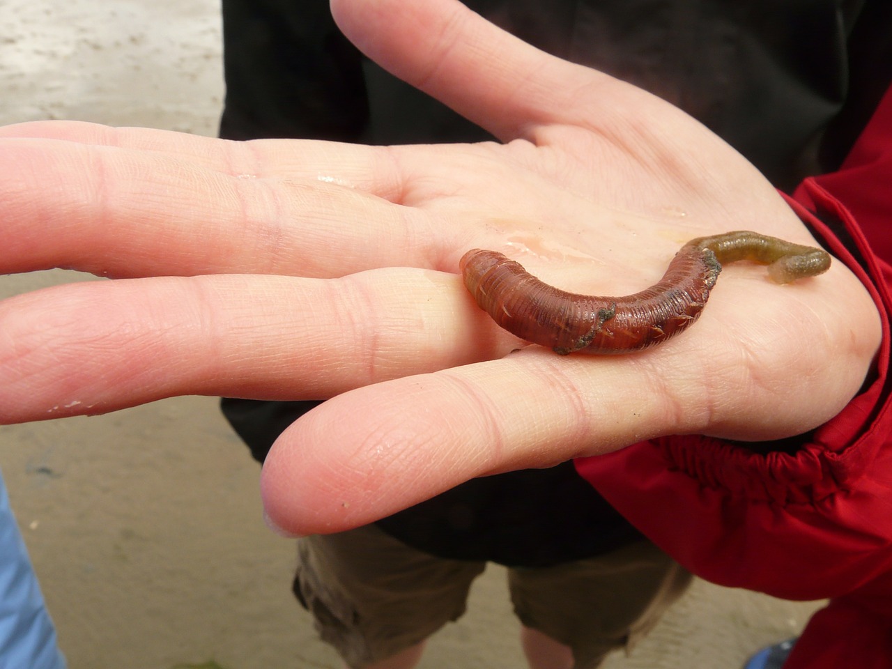 lugworm worm arenicola marina free photo