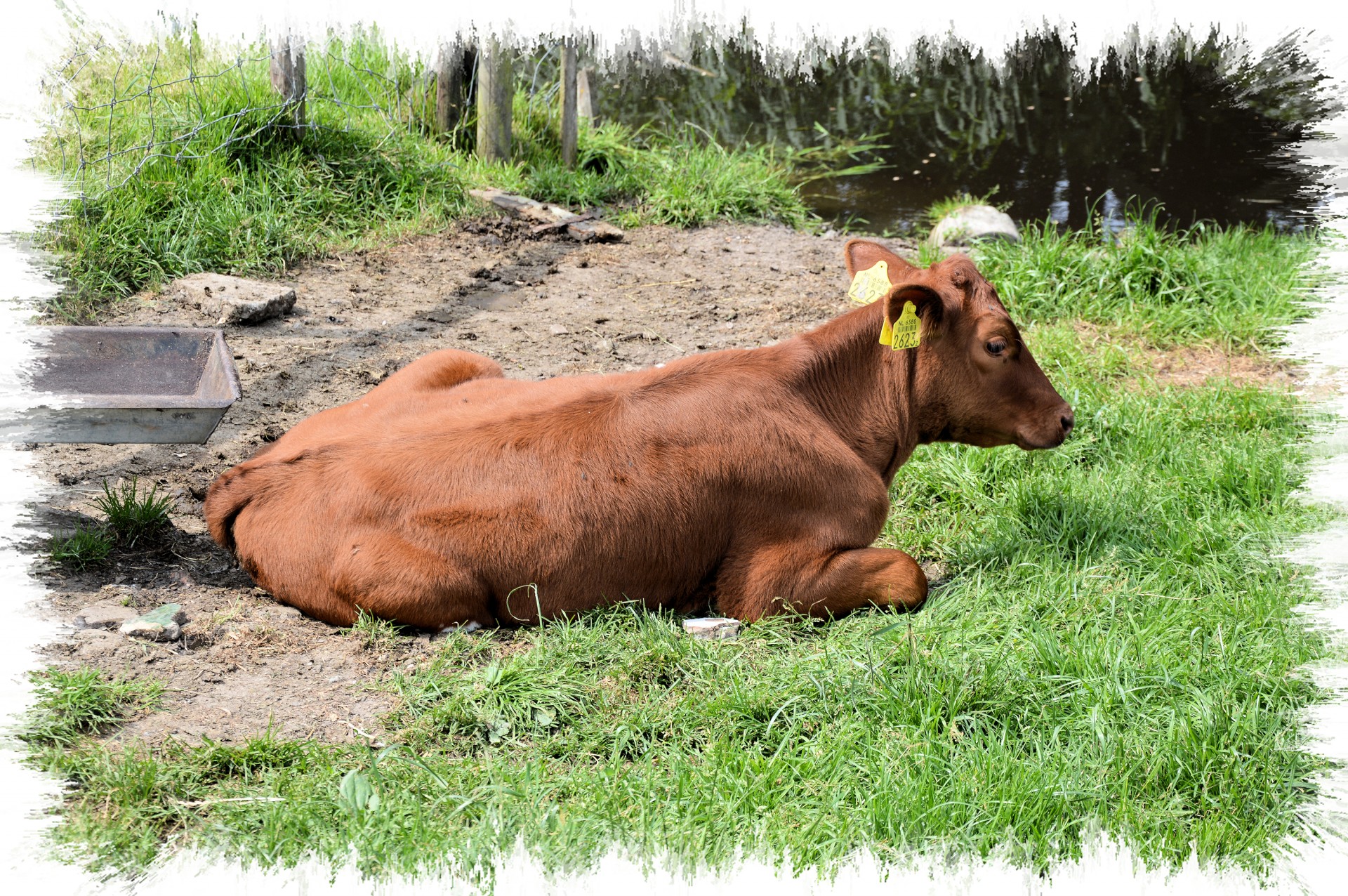 cow bull farm free photo