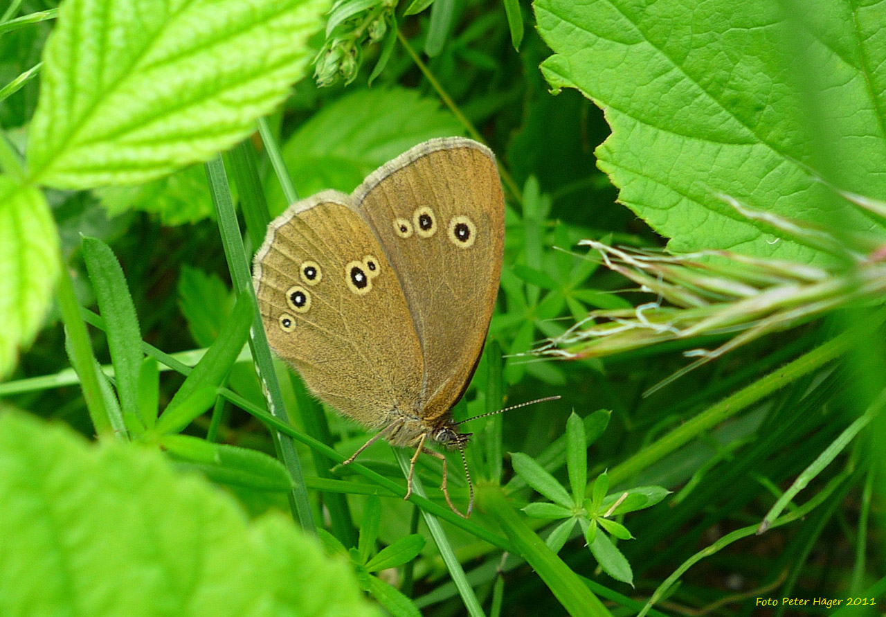 butterfly butterflies odor brown butterfly free photo