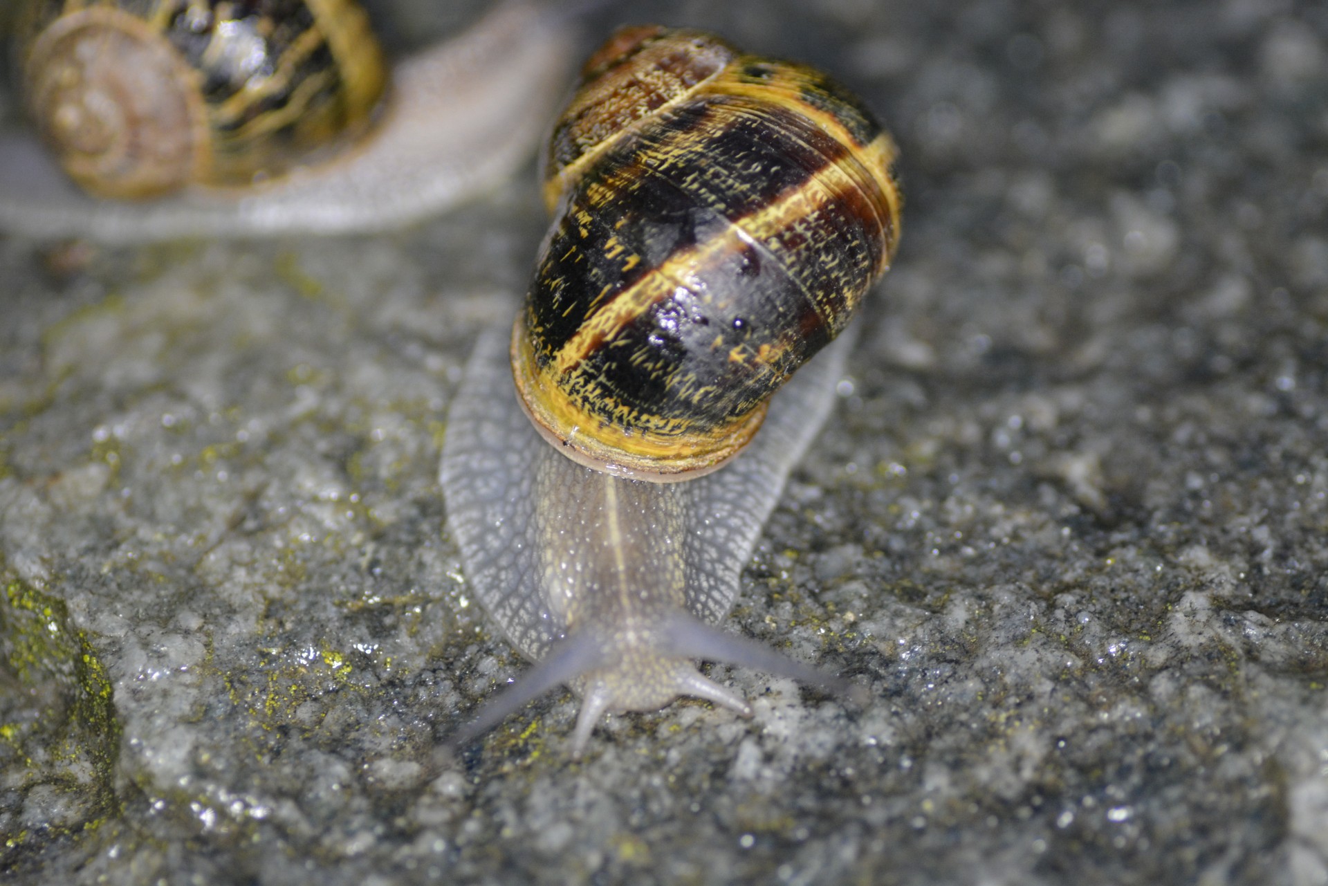 snail shell snail free photo