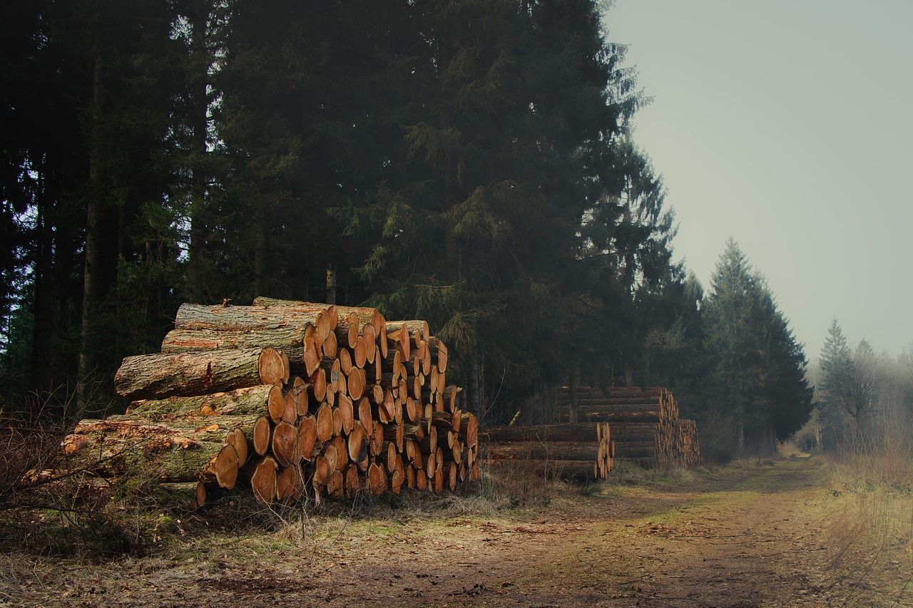 lumber landscape wood free photo