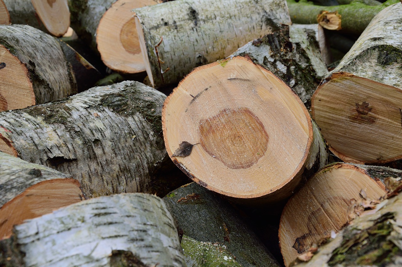 lumber birch holzstapel free photo