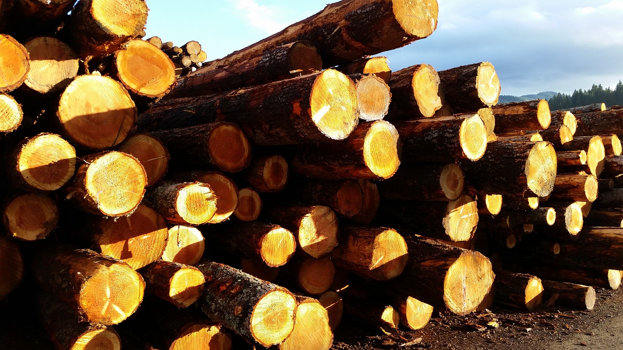 lumber sky wood free photo