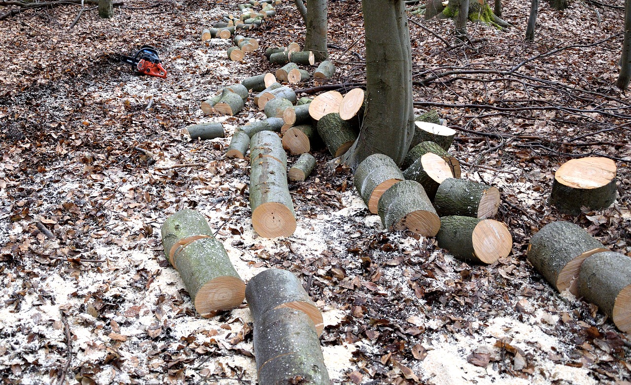 lumberjack woodworks tree trunks free photo