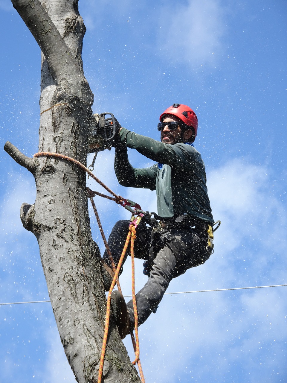 lumberjack  tree-service  tree-trimming free photo