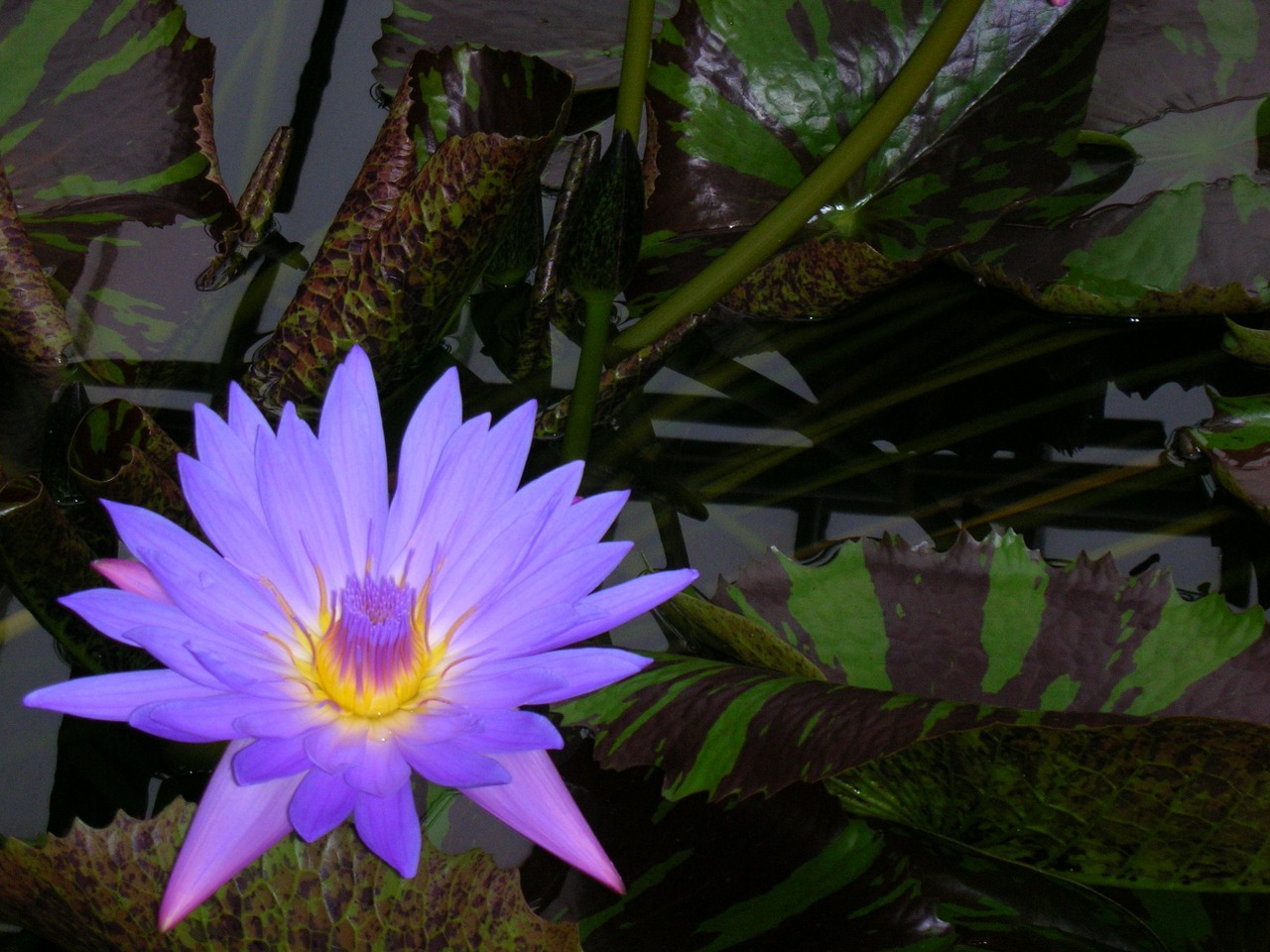 luminous flower purple free photo