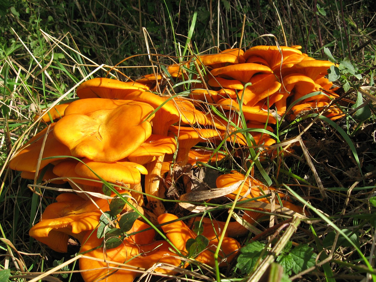 luminous oil bark omphalotus illudens mushrooms free photo