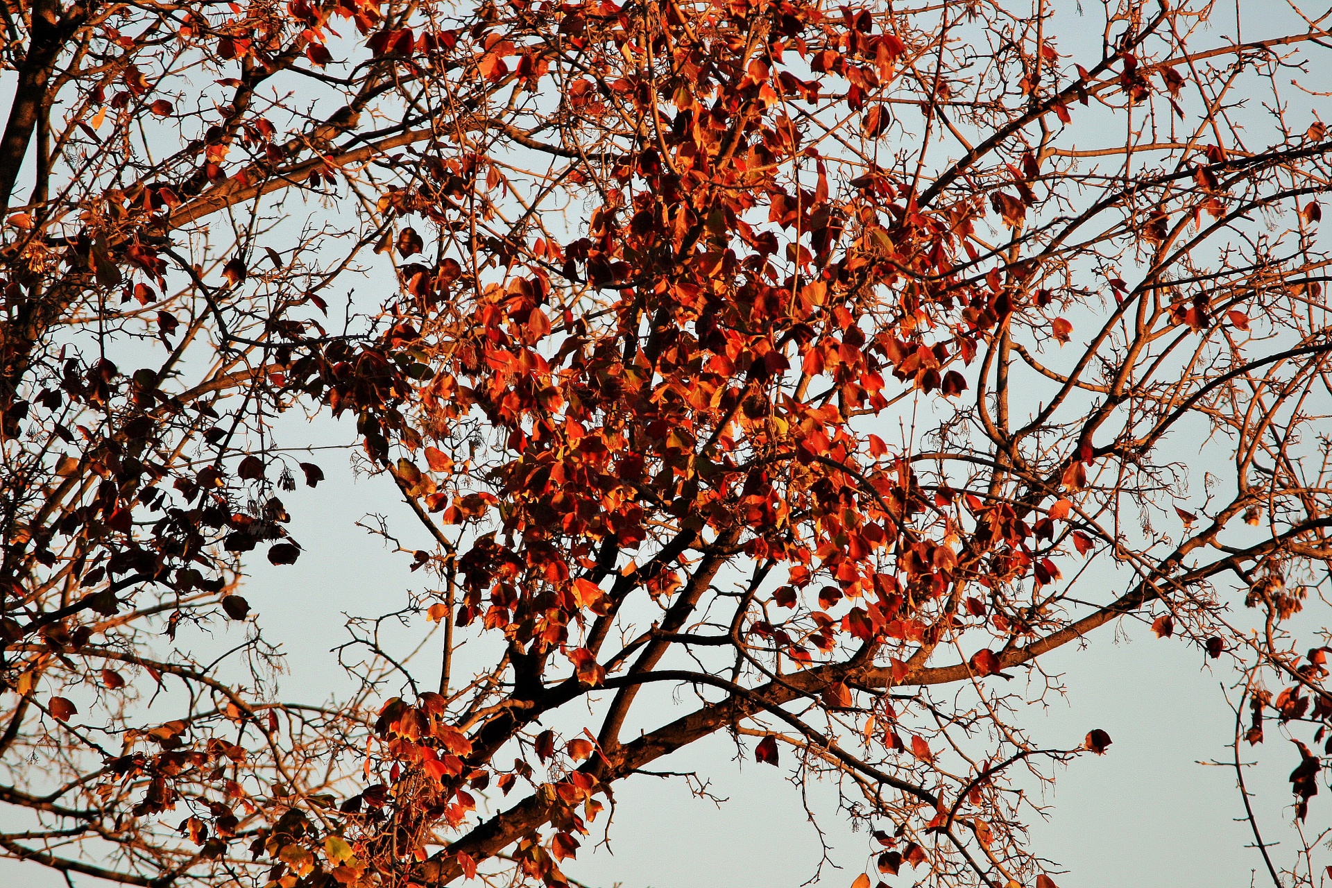 leaves red autumn free photo