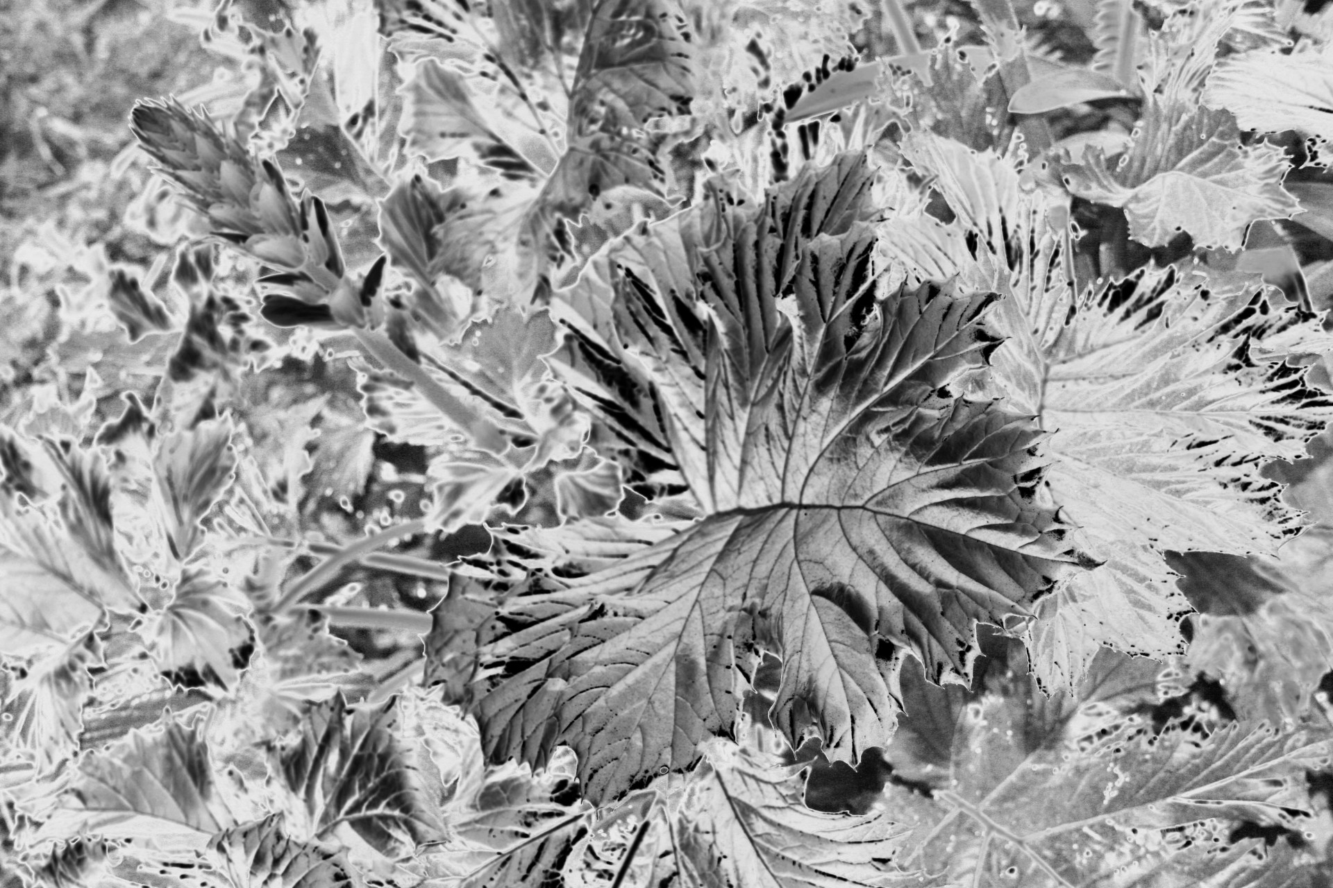 leaf flower black free photo