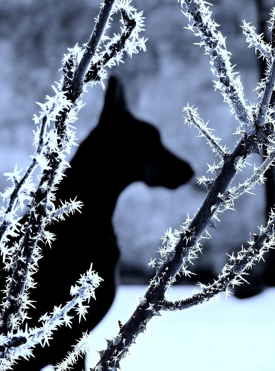 dog doberman snow free photo