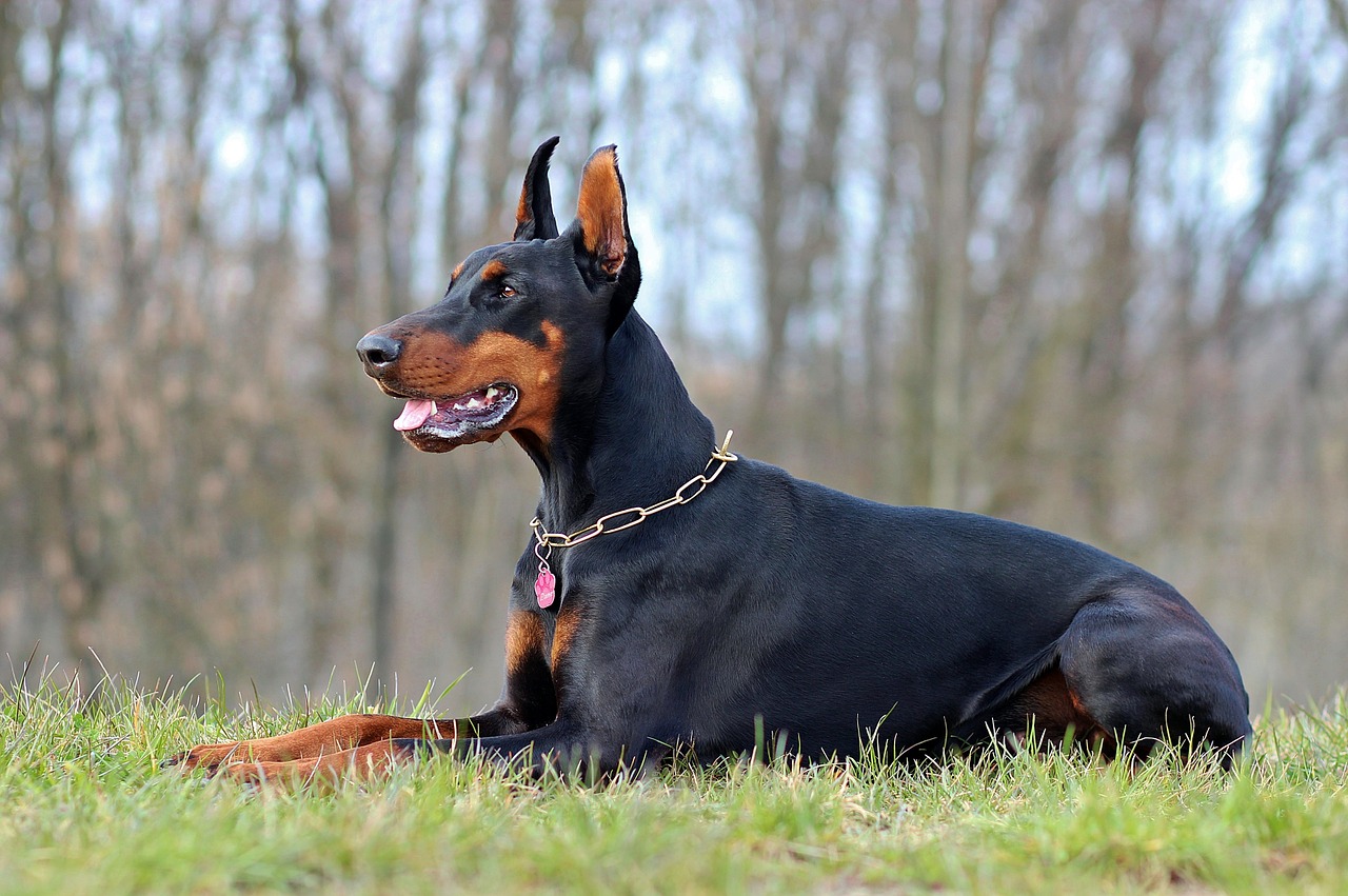 lying doberman dog free photo