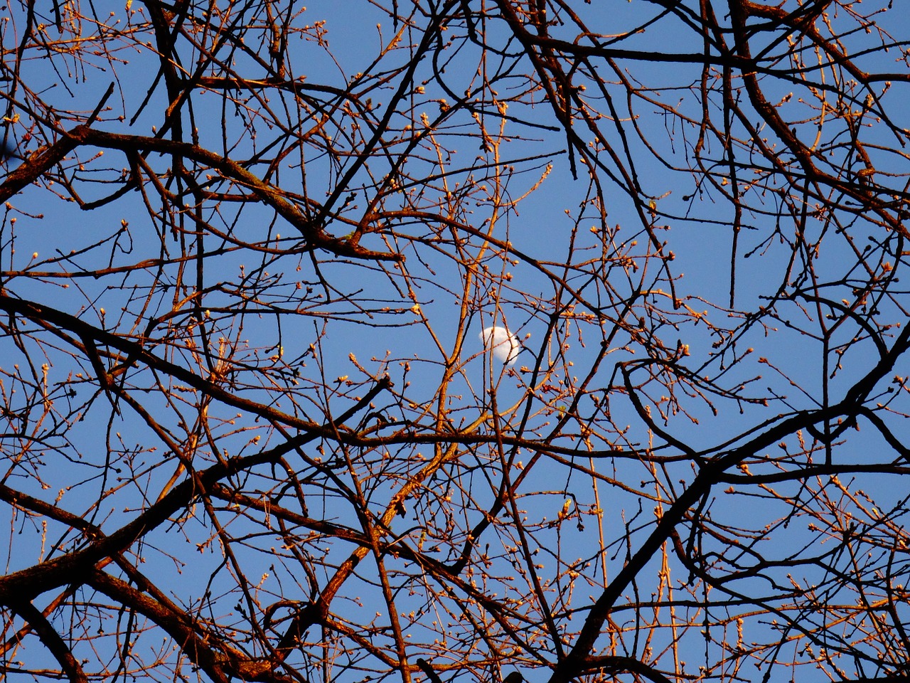 luna branches day free photo