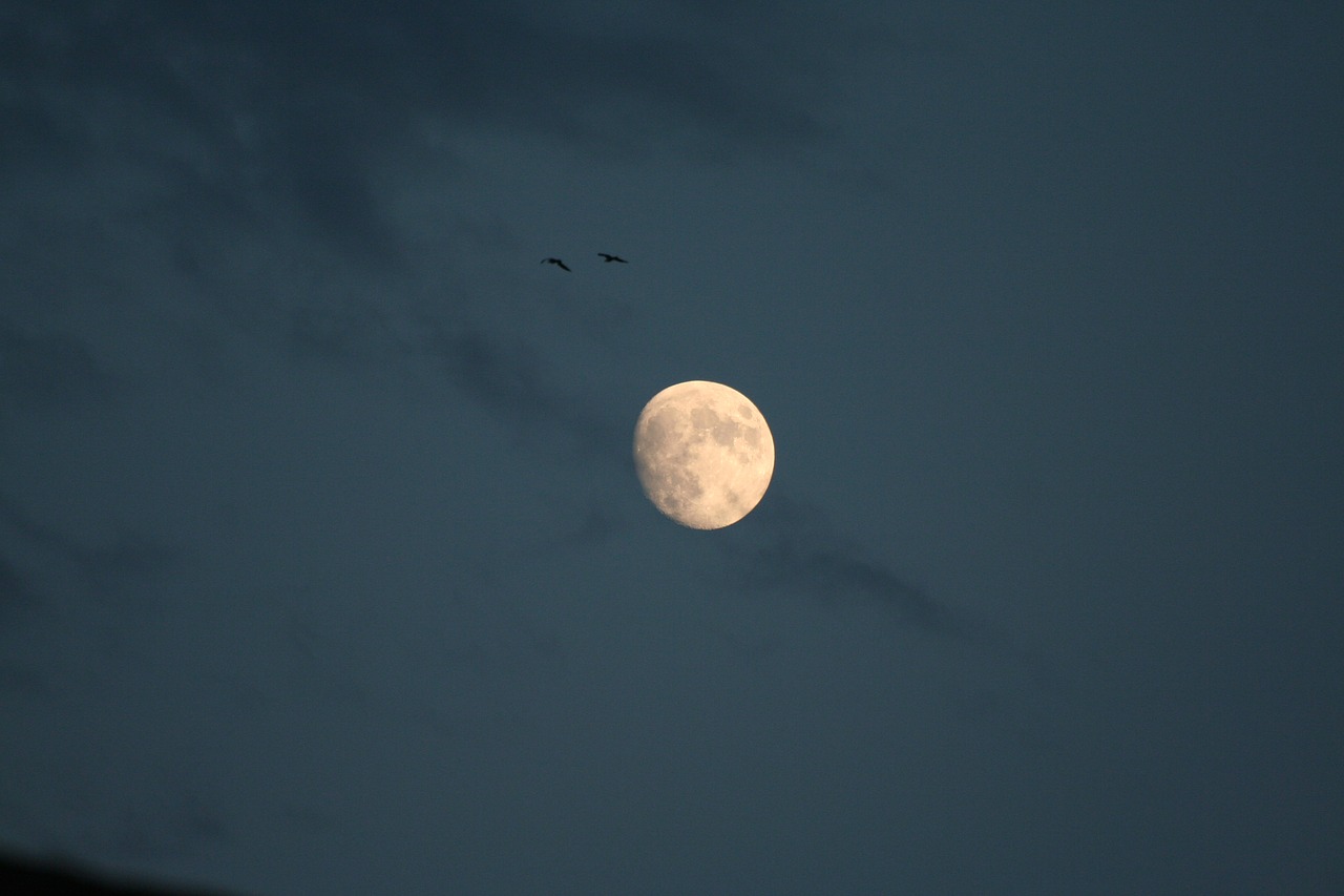 luna  sky  seagulls free photo